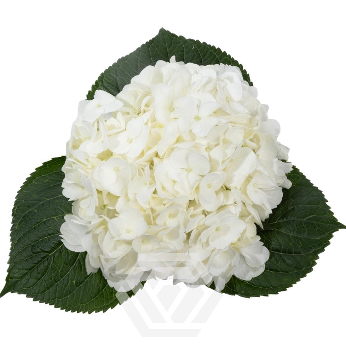 <h4>HYDRANGEA PREMIUM WHITE Tessa</h4>