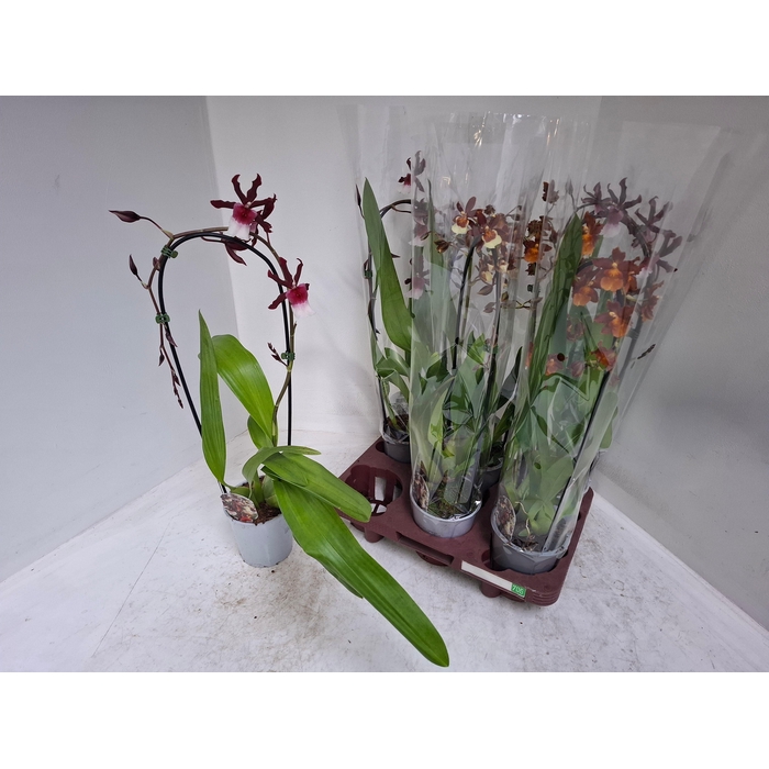 <h4>CAMBRIA GRP GEM</h4>