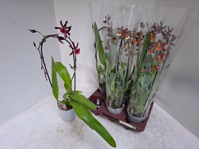 <h4>CAMBRIA GRP GEM</h4>