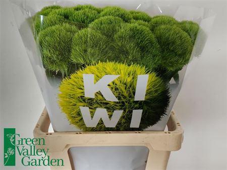 <h4>Di Barb Kiwi Mellow</h4>