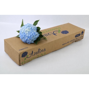 Hydrangea Premium Natural Light Blue