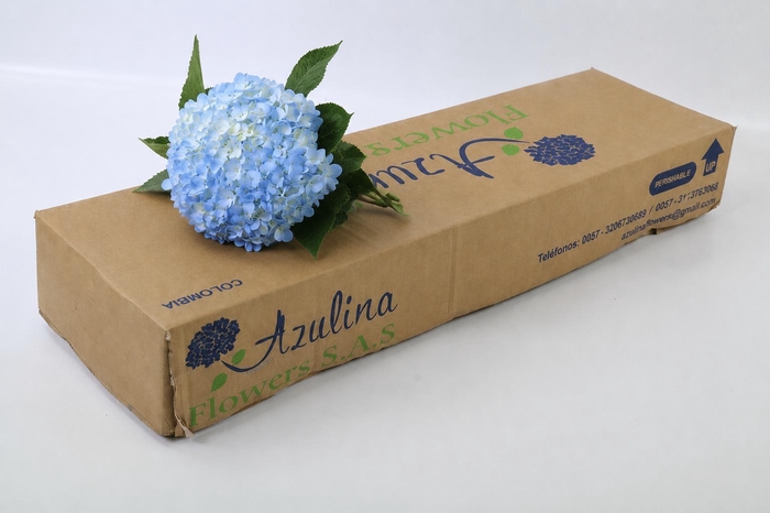<h4>Hydrangea Premium Natural Light Blue</h4>