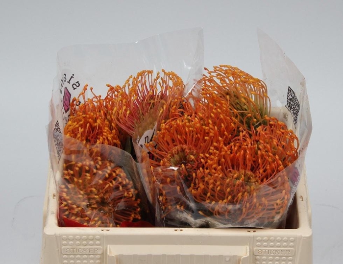 <h4>LEUCO CO SUCCESSION</h4>