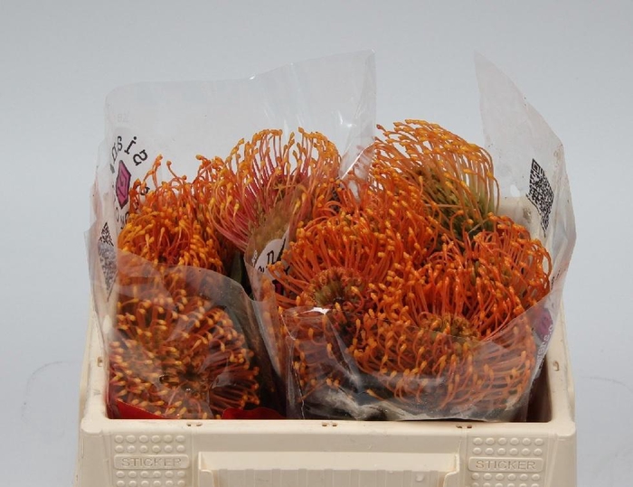 <h4>LEUCO CO SUCCESSION</h4>