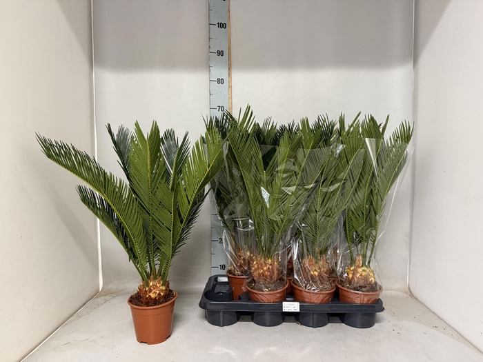 <h4>CYCAS REVOLUTA</h4>