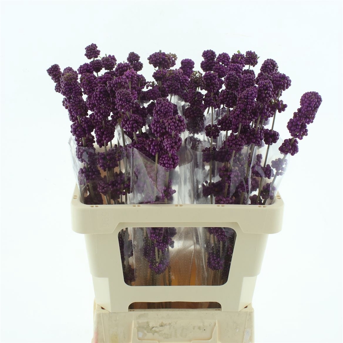 <h4>Callicarpa Giraldii</h4>