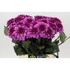 Dahlia Melissa Anne Marijke