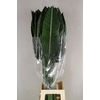 STRELITZIA LEAF