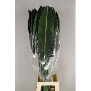 STRELITZIA LEAF