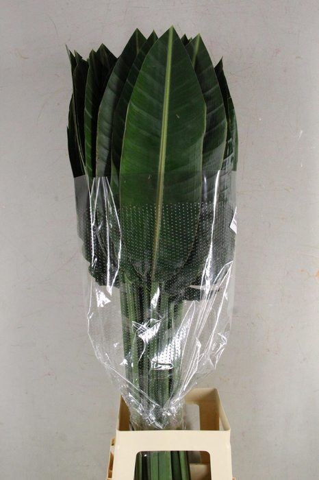 <h4>STRELITZIA LEAF</h4>