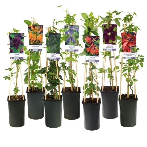 <h4>Mix CC 50% Clematis, 50% Climbers +light label</h4>