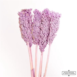 Dried Sorghum 6pc Milka Bunch