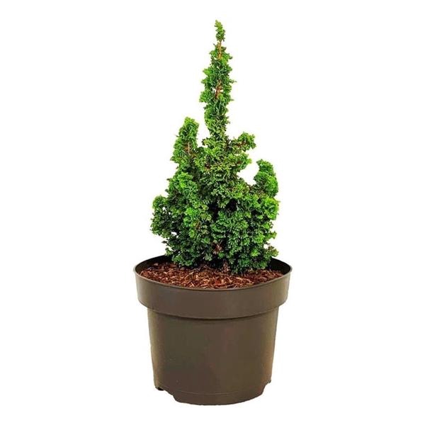 <h4>Thuja occ. Primo</h4>