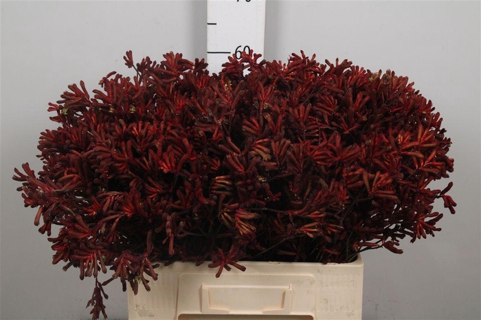 <h4>Anigoz Red Velvet</h4>