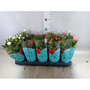 Rosa  'Star Roses'   ...mix 4
