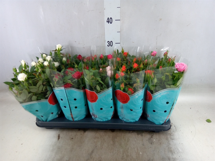 <h4>Rosa  'Star Roses'   ...mix 4</h4>