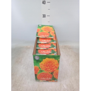 Dahlia   ...flowerbulbs