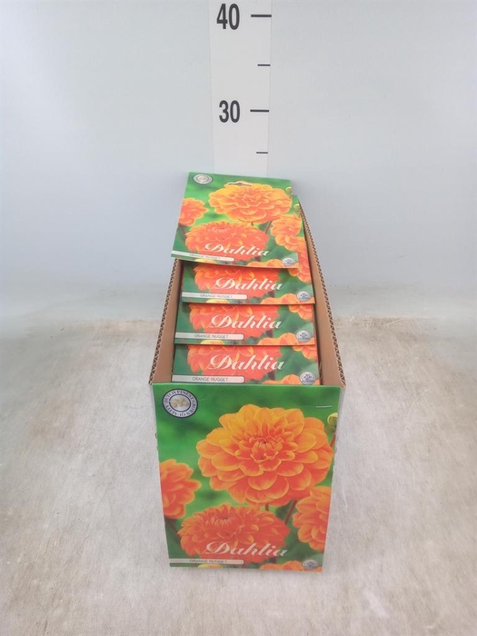 <h4>Dahlia   ...flowerbulbs</h4>