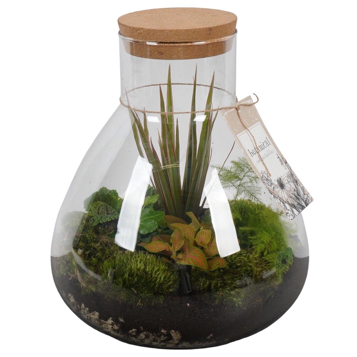 <h4>PTGIG2182 Arrangement Greens in glass in glazen terrarium</h4>