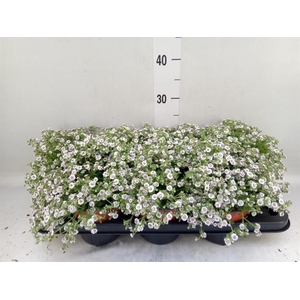 Gypsophila cerastioides