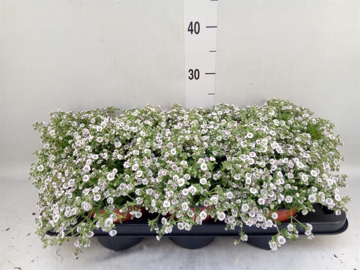 <h4>Gypsophila cerastioides</h4>