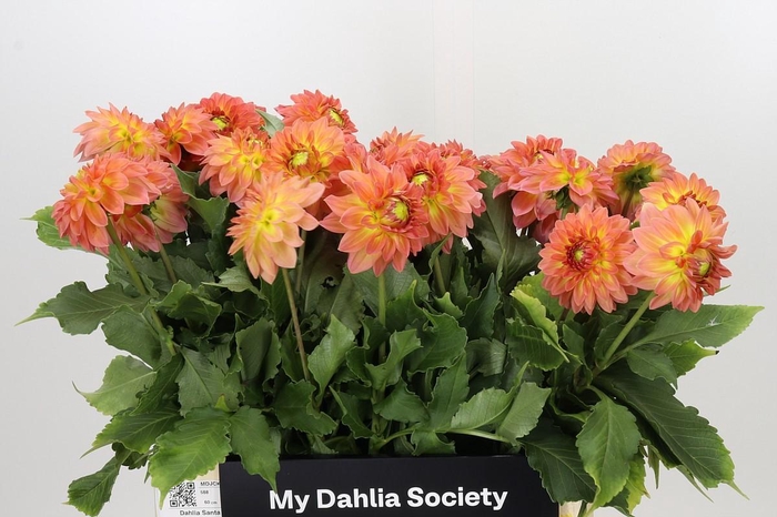 <h4>Dahlia Santa Lucia</h4>