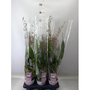 Oncidium  'Tarantula XL Coral'