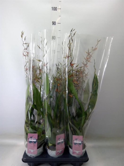 <h4>Oncidium  'Tarantula XL Coral'</h4>