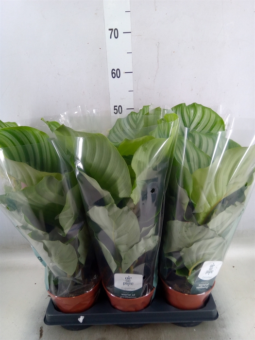 <h4>Calathea orbifolia</h4>