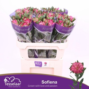 Alstr Fashionista Sofiena
