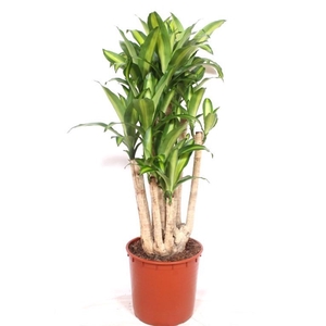 Dracaena Massangeana