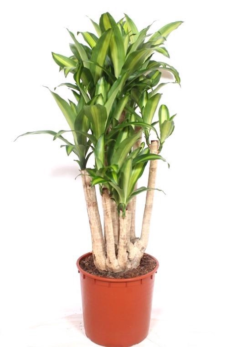 <h4>Dracaena Massangeana</h4>