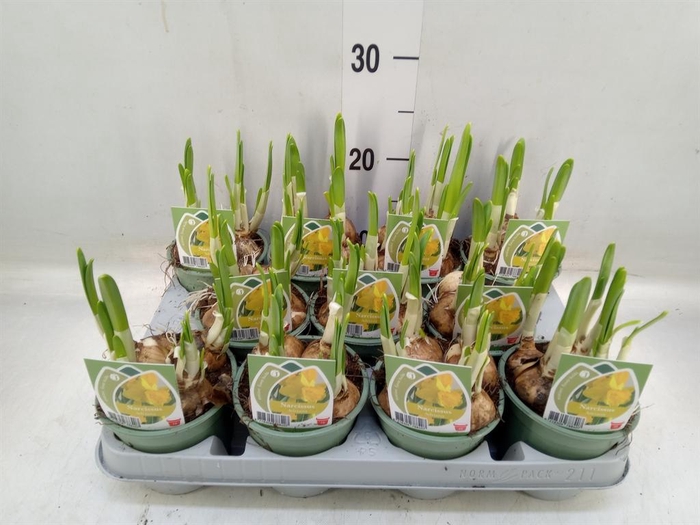 <h4>Narcissus   ...</h4>