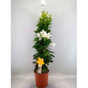Mandevilla sand. 'SumStar White'