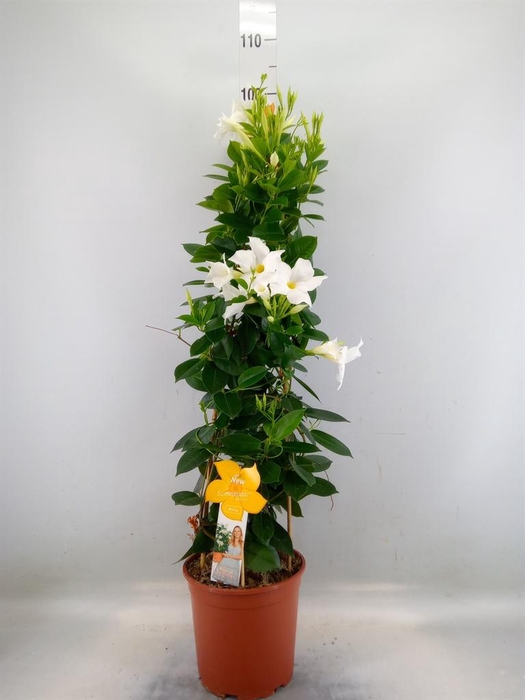 <h4>Mandevilla sand. 'SumStar White'</h4>
