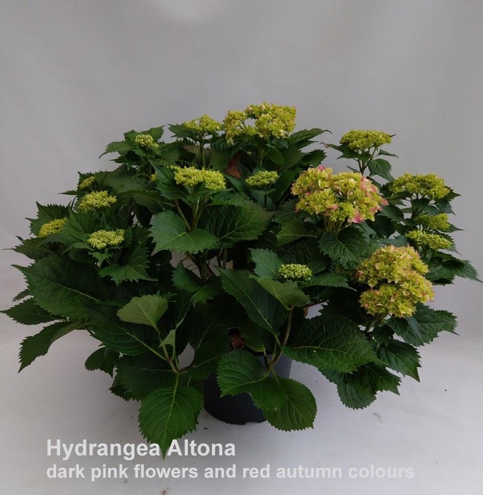 <h4>Hydrangea Hovaria Holibel</h4>
