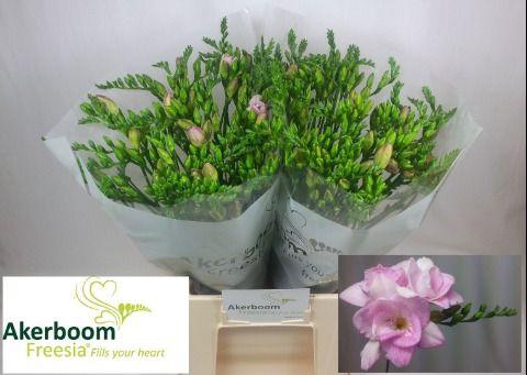 <h4>FR DU HONEYMOON</h4>