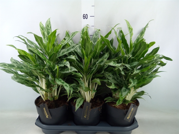 <h4>Aglaonema  'Greyhound'</h4>