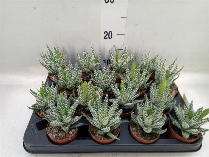 <h4>Aloe humilis</h4>