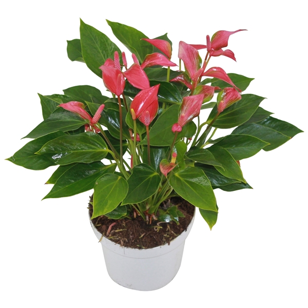 <h4>Anthurium XL.113 Trillions Red 14cm</h4>