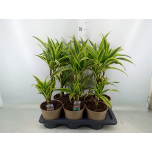 Dracaena fr de 'LemonLime'