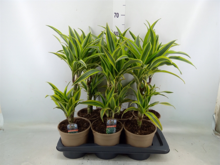 <h4>Dracaena fr de 'LemonLime'</h4>