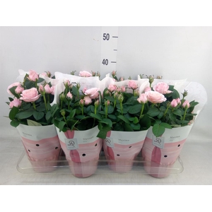 Rosa  'Amorosa Infinity Soft Pink'