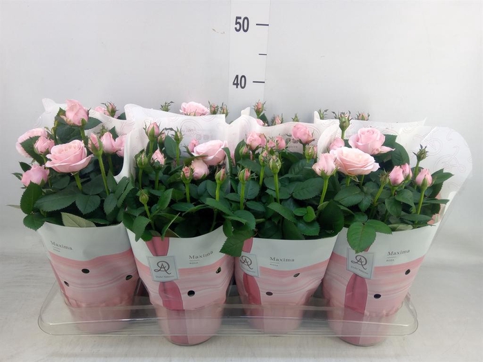 <h4>Rosa  'Amorosa Infinity Soft Pink'</h4>