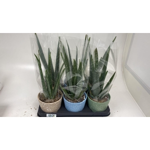 ALOE VERA
