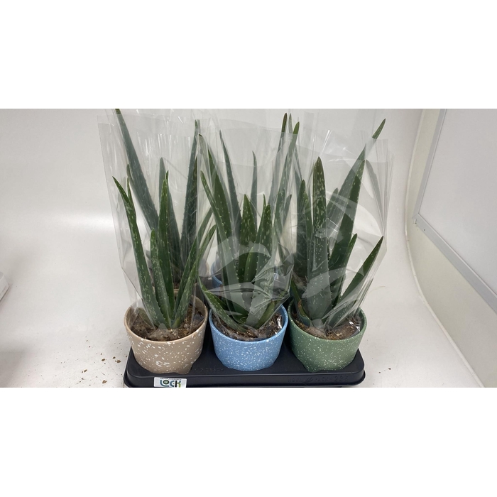 <h4>ALOE VERA</h4>