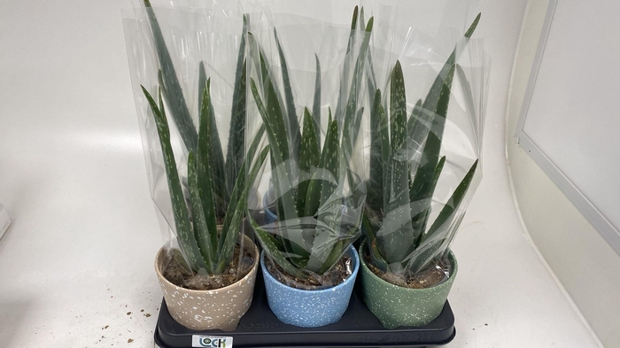 <h4>ALOE VERA</h4>