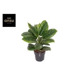 Aglaonema Onyx Green