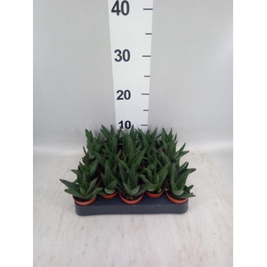 Haworthia limifolia