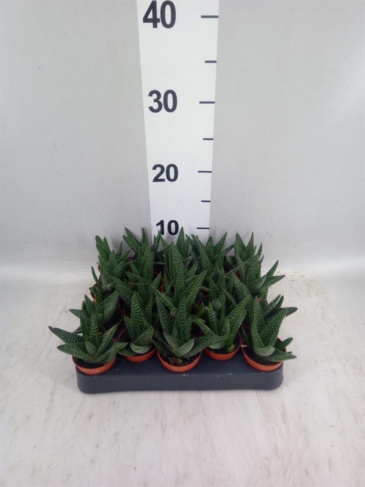 <h4>Haworthia limifolia</h4>